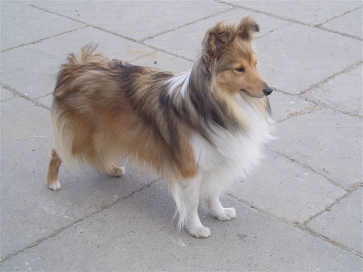 Shetland sheepdog Hekilas Only Ophelia - hun er da bare så smuk! billede 8