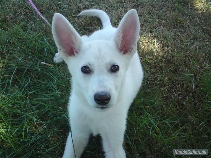 Hvid schæfer Nala billede 1