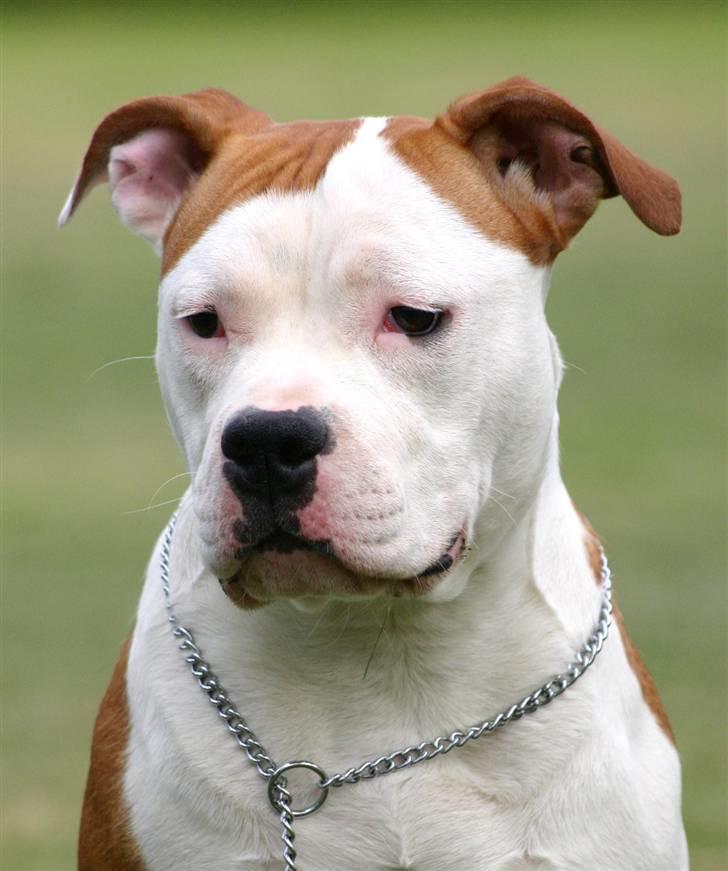 Amerikansk staffordshire terrier Tatar's Incy - Smukke pigen billede 1