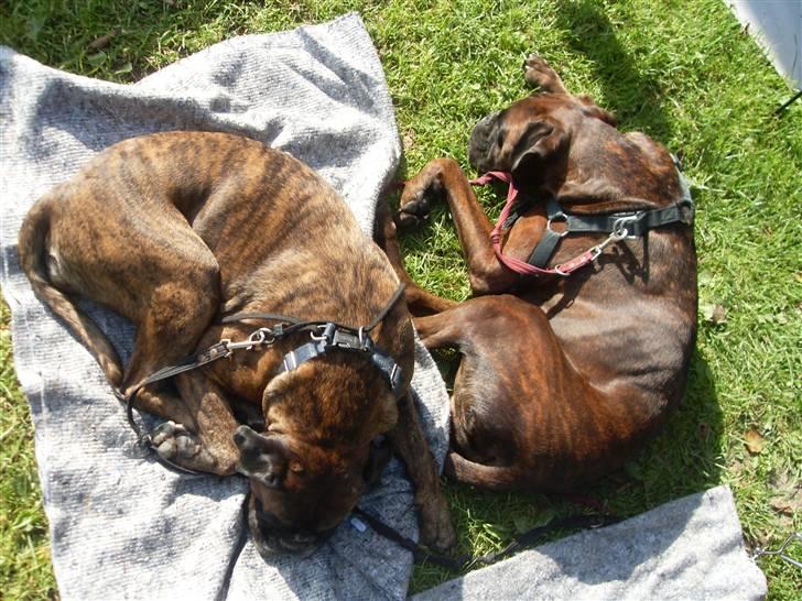 Boxer lovis  billede 13