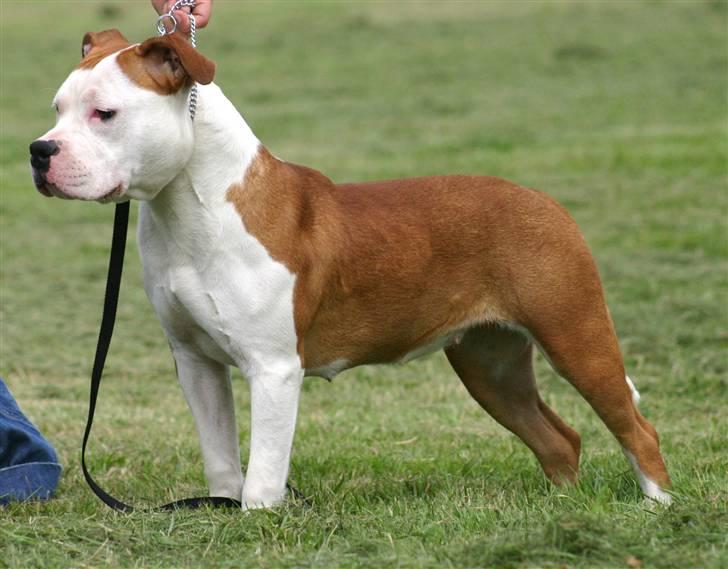 Amerikansk staffordshire terrier Tatar's Incy billede 2