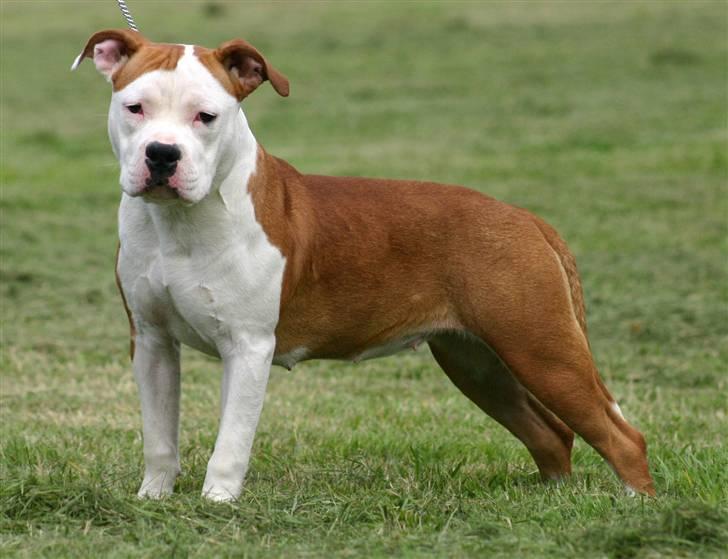 Amerikansk staffordshire terrier Tatar's Incy billede 3