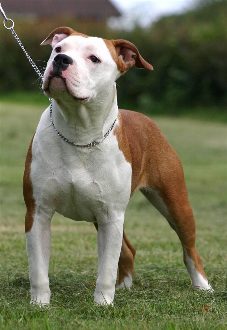 Amerikansk staffordshire terrier Tatar's Incy billede 4