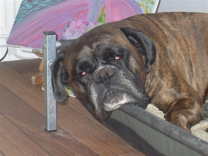 Boxer lovis  billede 14