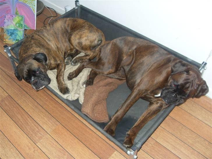 Boxer lovis  billede 15