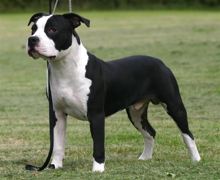 Amerikansk staffordshire terrier Black Storm Long Step RIP - mors smukke dreng billede 13