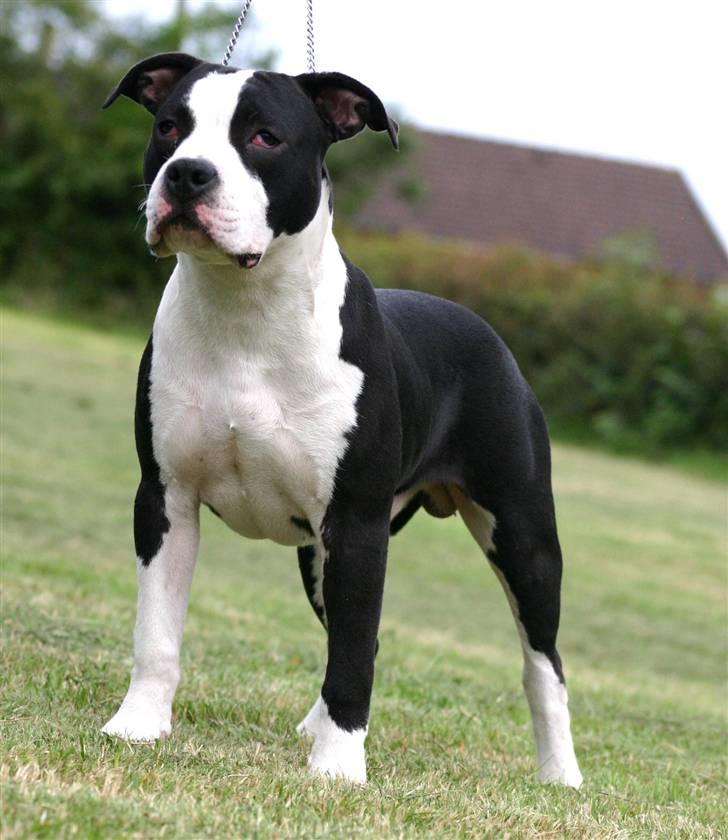 Amerikansk staffordshire terrier Black Storm Long Step RIP - mors smukke dreng billede 14