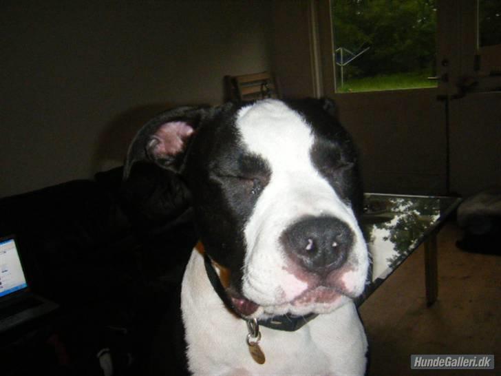 Amerikansk staffordshire terrier Black Storm Long Step RIP - Aaavvvv det gør da ondt at få taget billede altså... billede 15