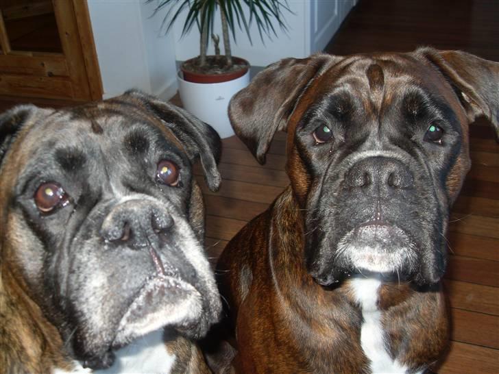 Boxer lovis  billede 16