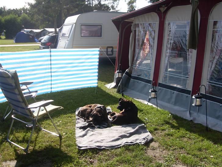 Boxer lovis  billede 17