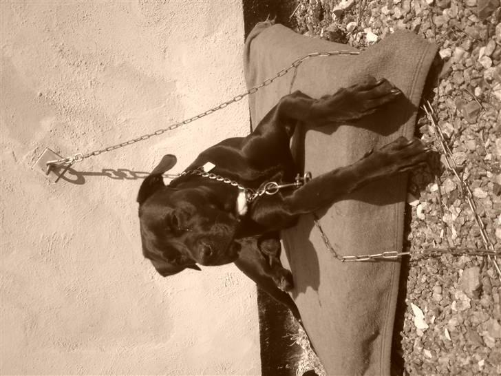 Blanding af racer Pelle - pelle som ligger i solen på gårdspladsen billede 11