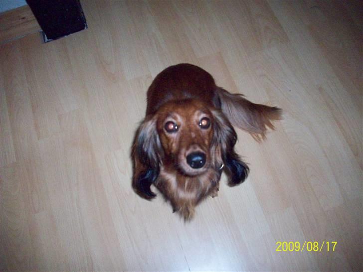 Dværggravhund Mille billede 3