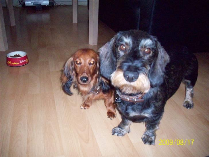 Dværggravhund Mille - Mille og hendes bedste ven Conrad. billede 4