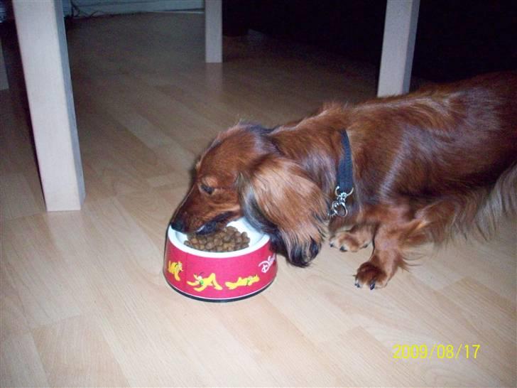 Dværggravhund Mille billede 5