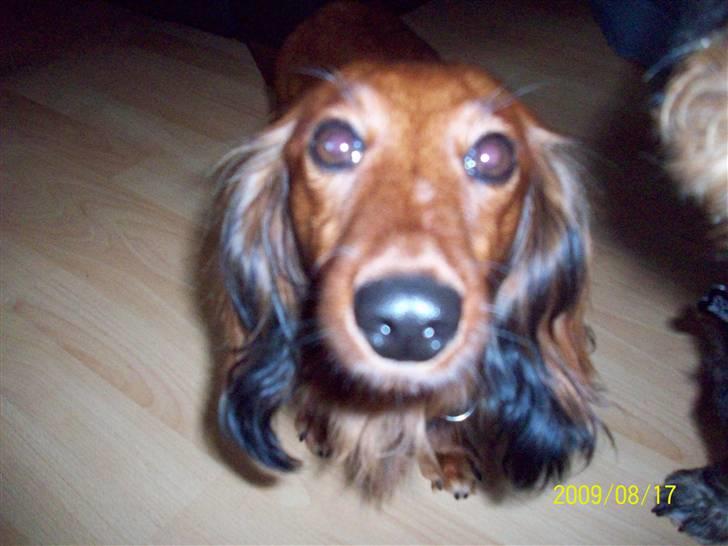 Dværggravhund Mille billede 6