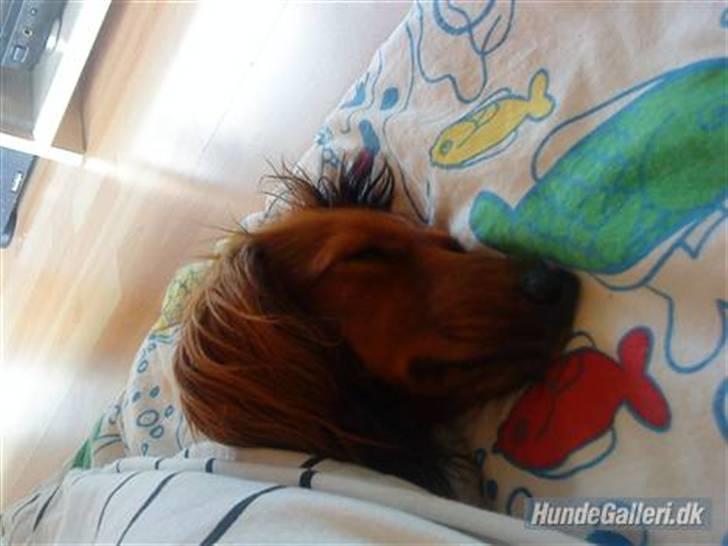 Dværggravhund Mille billede 7