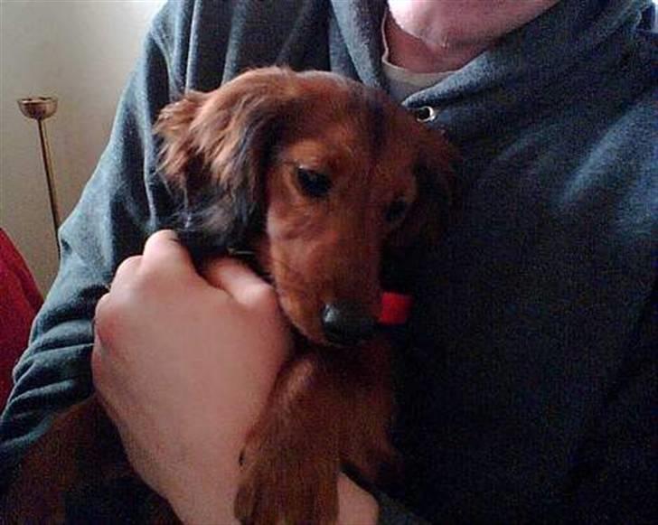 Dværggravhund Mille billede 8