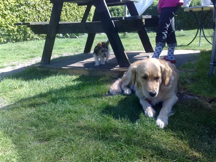 Biewer yorkshire terrier * Baby Doll * billede 12