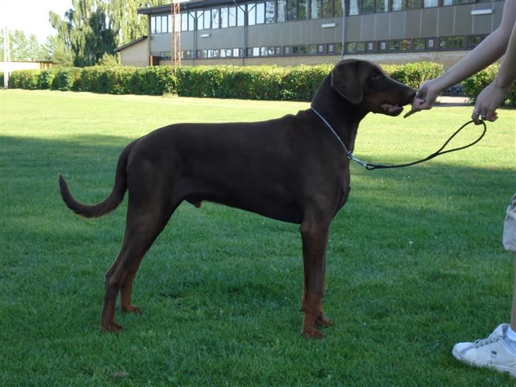 Dobermann Eos RIP. - Ring træning med Julie billede 7