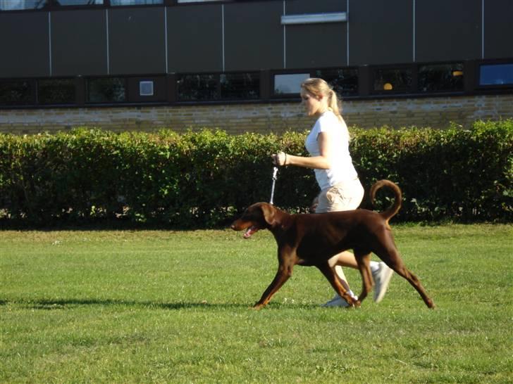 Dobermann Eos RIP. - Eos sammen med Julie billede 8