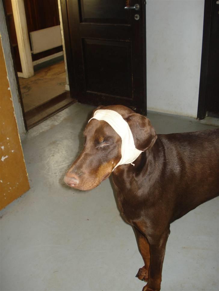 Dobermann Eos RIP. - Eos med et flækket øre. måtte finde sig i bandage om hovedet billede 9