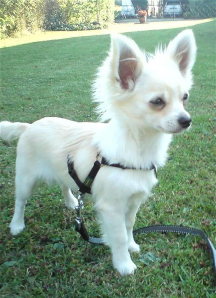 Chihuahua Maldini - Maldini sep.09 billede 1