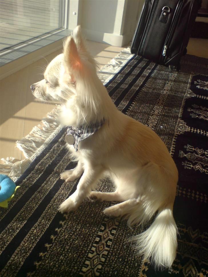 Chihuahua Maldini - Jeg nyder solen over Limfjorden i Nørresundby i det kolde vejr - januar 2010 billede 2