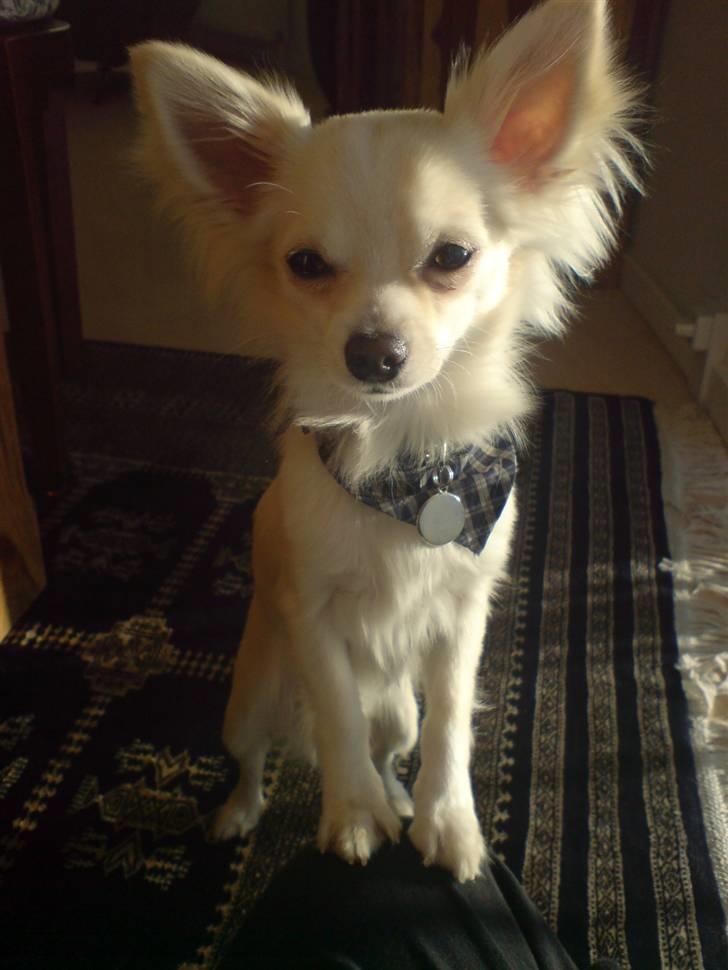 Chihuahua Maldini - Så flot er jeg :D billede 3