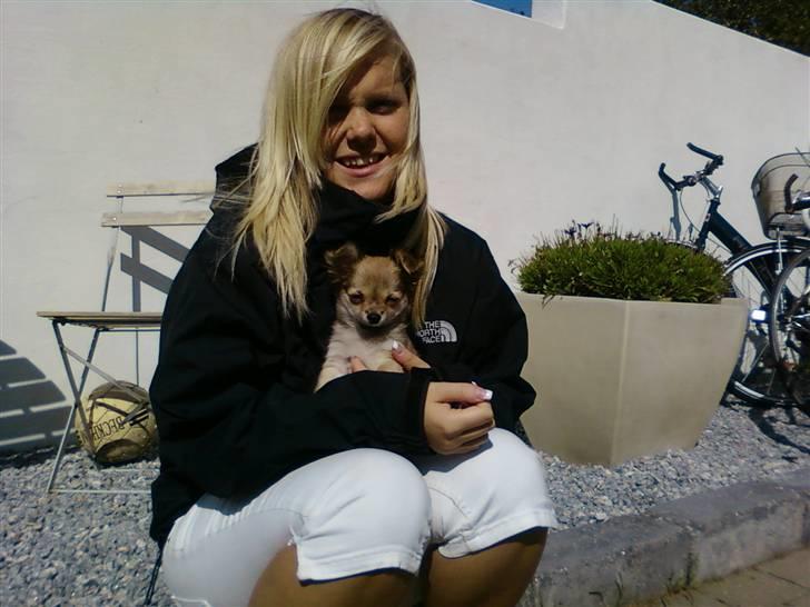 Chihuahua Anton billede 1