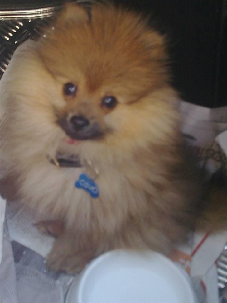 Pomeranian gismo - vores lille dreng billede 1