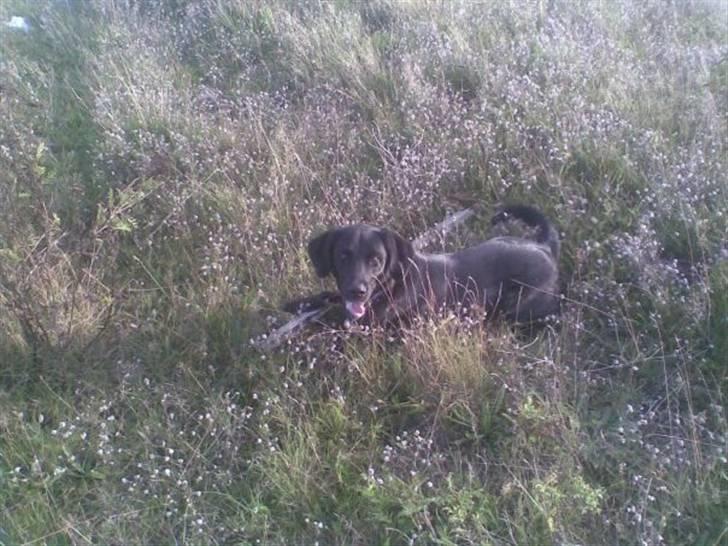 Labrador retriever Basse R.I.P - Basse billede 15