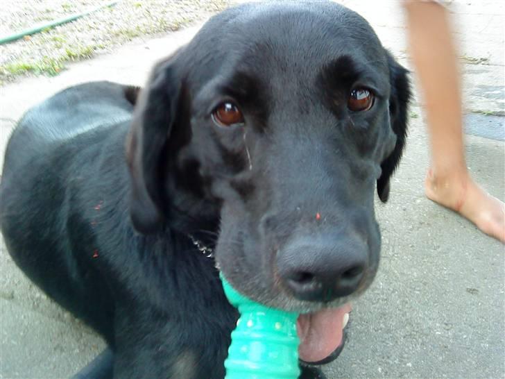 Labrador retriever Basse R.I.P - Se Basse billede 16