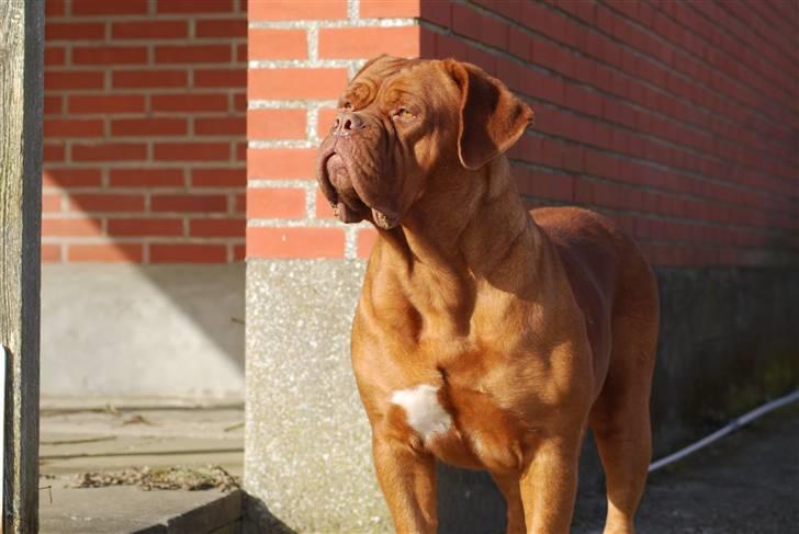 Dogue de bordeaux Royal Bourdeux Aurora billede 1