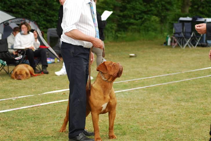 Dogue de bordeaux Royal Bourdeux Aurora billede 2