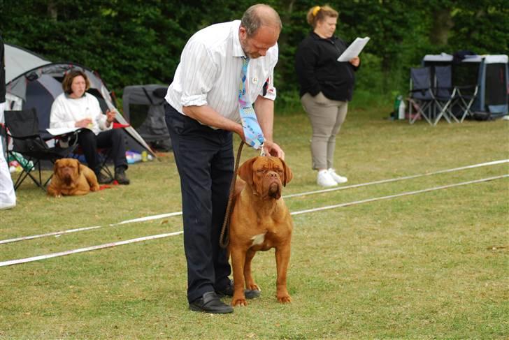 Dogue de bordeaux Royal Bourdeux Aurora billede 3