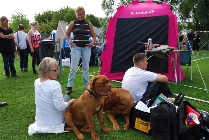 Dogue de bordeaux Royal Bourdeux Aurora - På¨udstilling i Hillerød,ser bare på billede 4