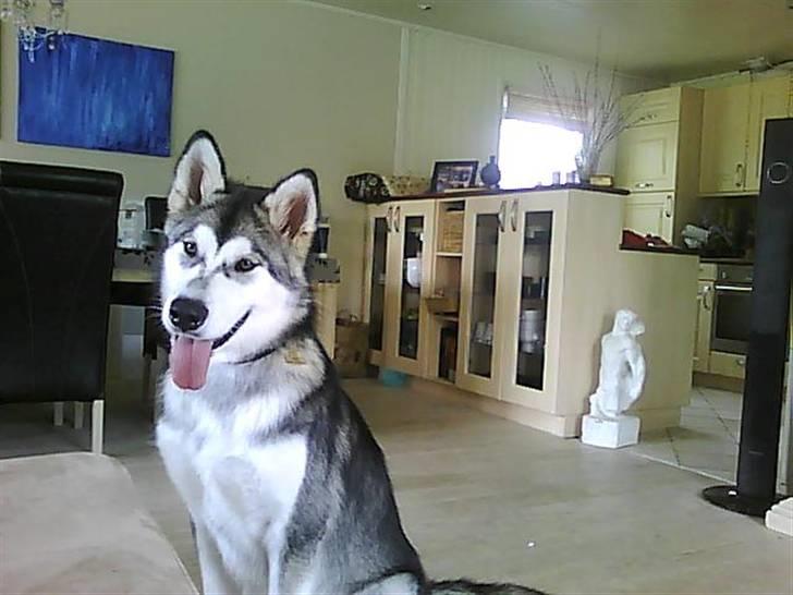 Alaskan malamute SASKE <3 R.I.P babydreng  billede 18