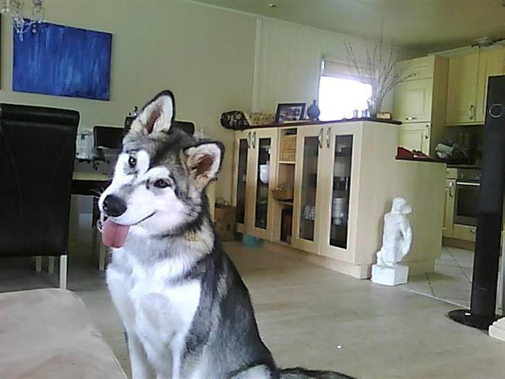 Alaskan malamute SASKE <3 R.I.P babydreng  billede 19