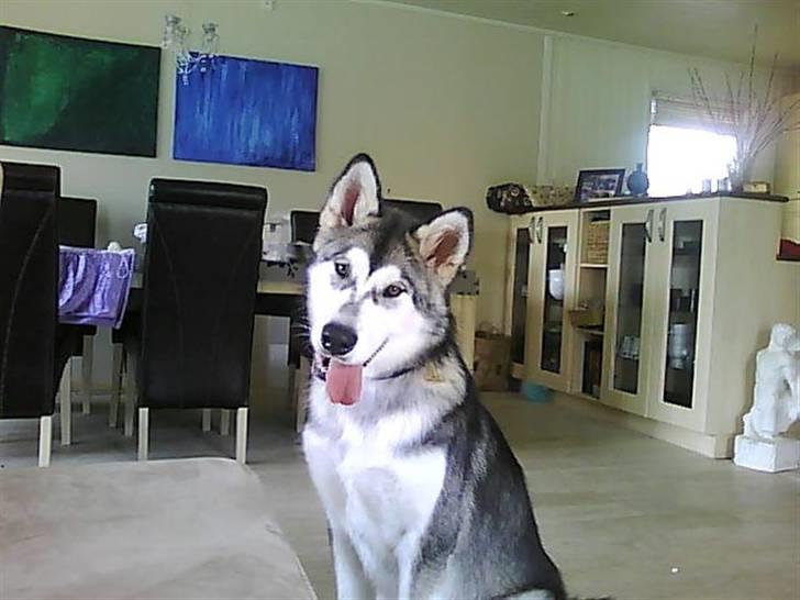 Alaskan malamute SASKE <3 R.I.P babydreng  billede 20