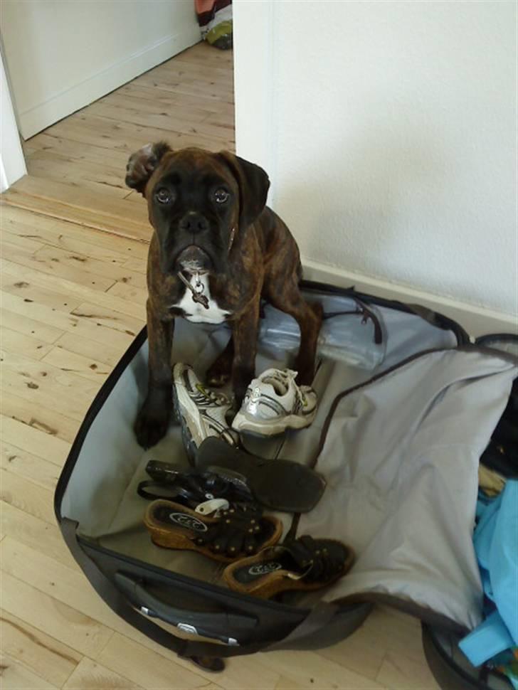 Boxer Chako billede 1