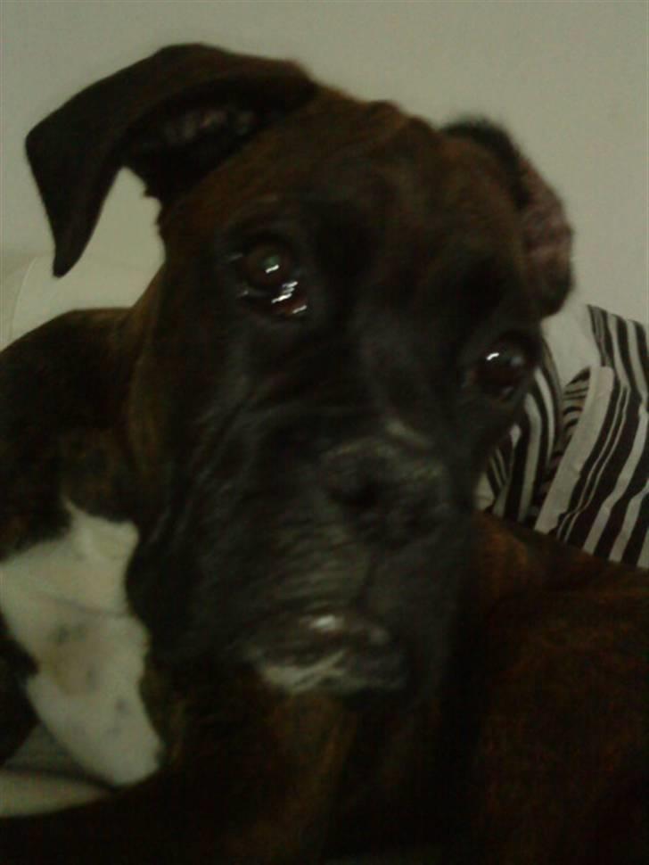 Boxer Chako billede 2