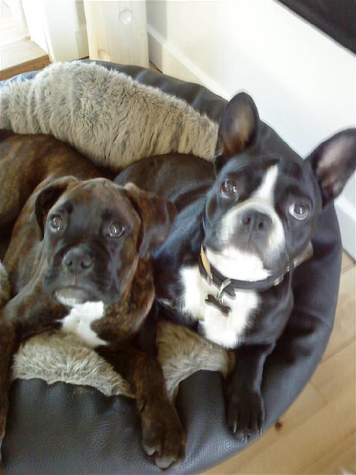 Boxer Chako billede 3