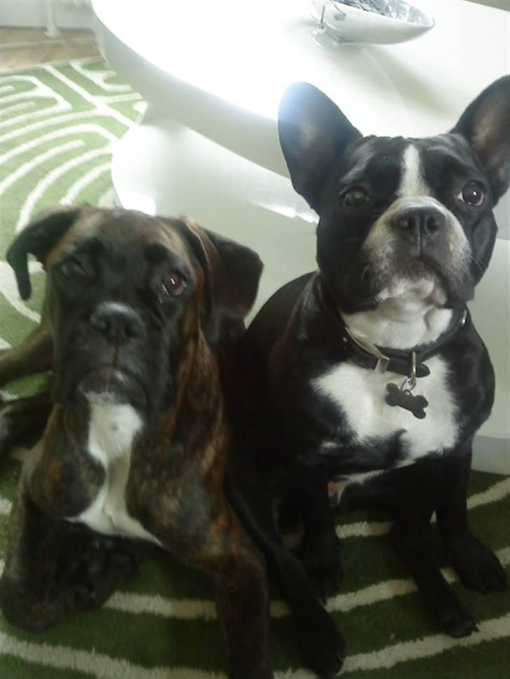 Boxer Chako billede 4