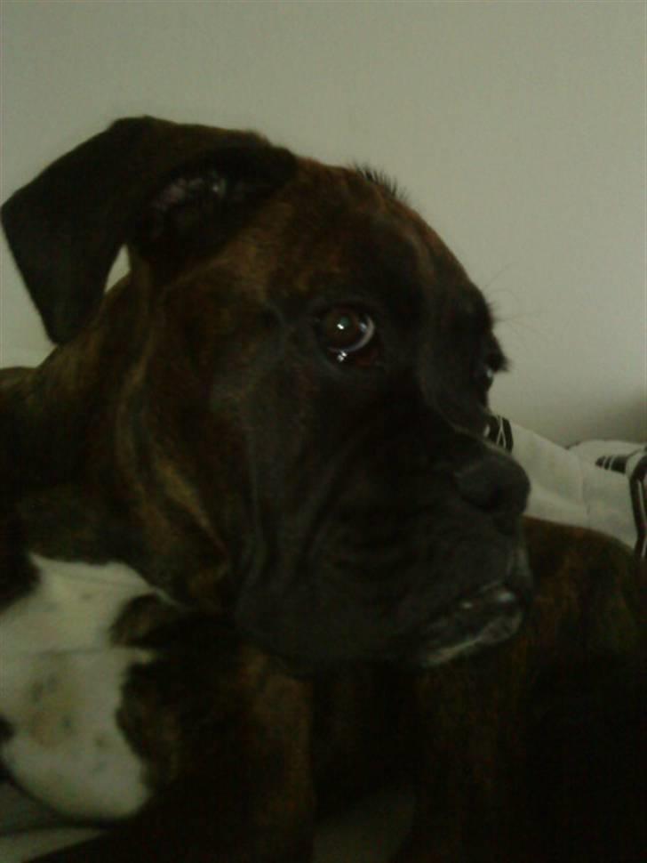 Boxer Chako billede 5