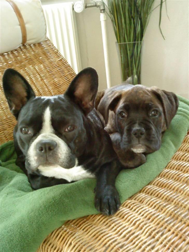 Boxer Chako billede 6