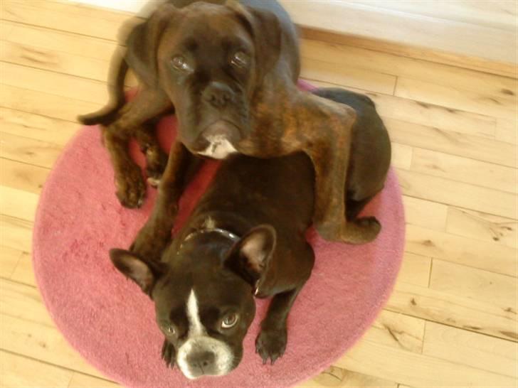 Boxer Chako billede 7