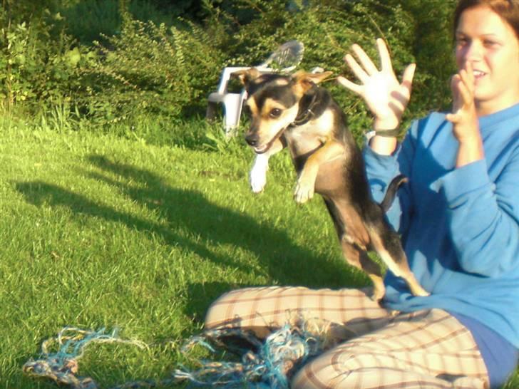 Dvaergpinscher Tarzan billede 12