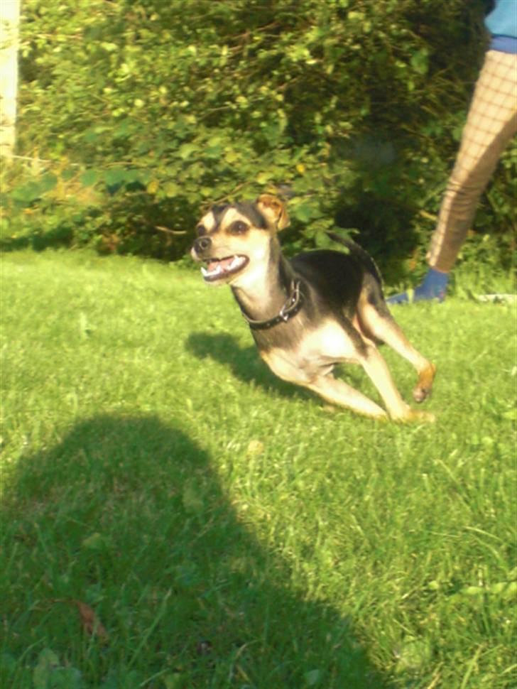 Dvaergpinscher Tarzan billede 13