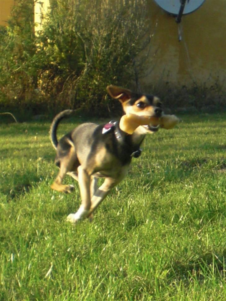 Dvaergpinscher Tarzan billede 14