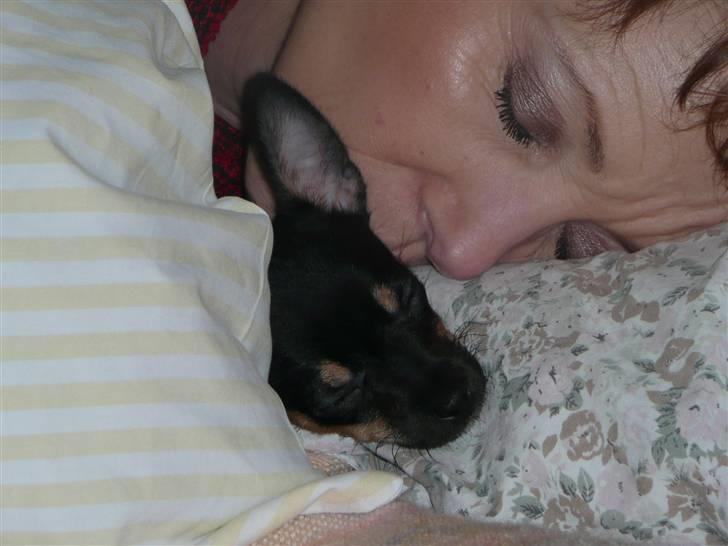 Chihuahua Buddy - Her er godt nok dejligt lunt , men hun snorker. billede 2